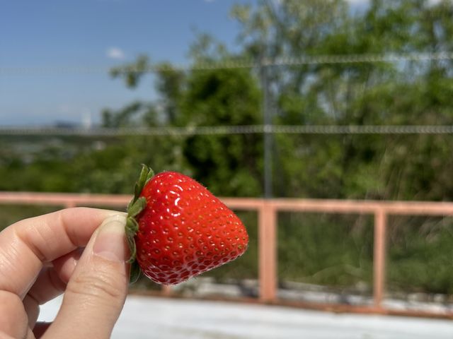 自然の中で食べるいちごは最高の味_光農園