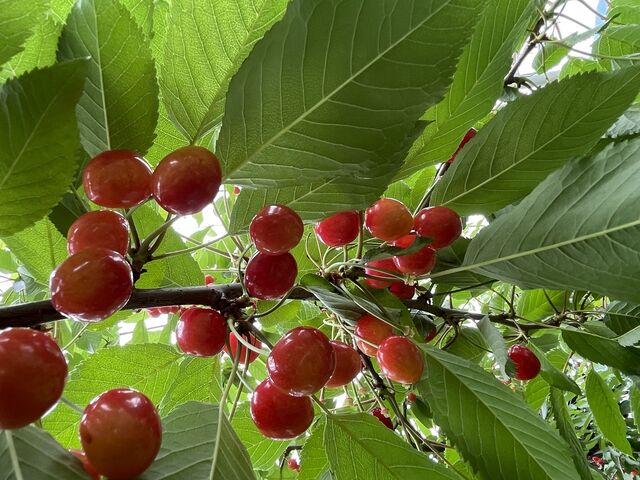 上の方のさくらんぼ_紺野果樹園