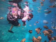 えみいさんの琉球オルカの投稿写真3