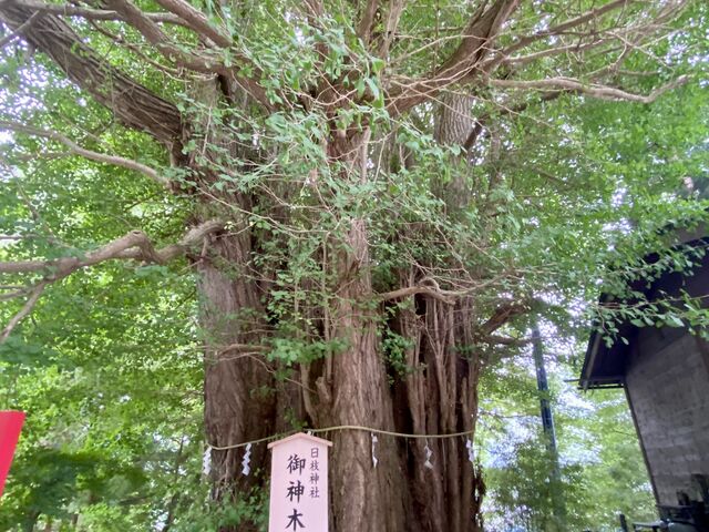 ありがとうございます_山寺の大イチョウ