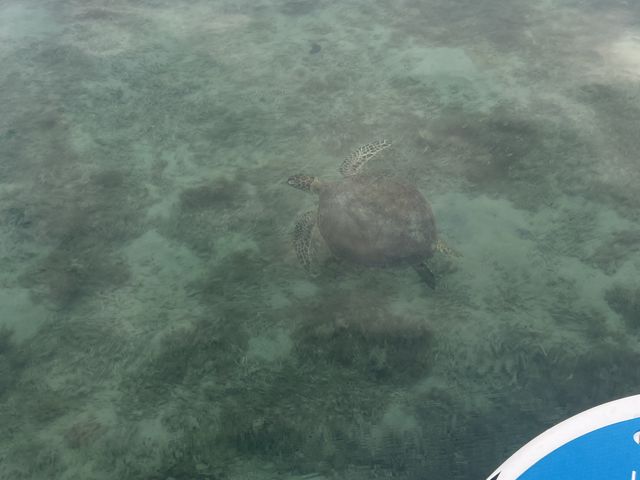 ウミガメ!_とおしめマリンリゾート