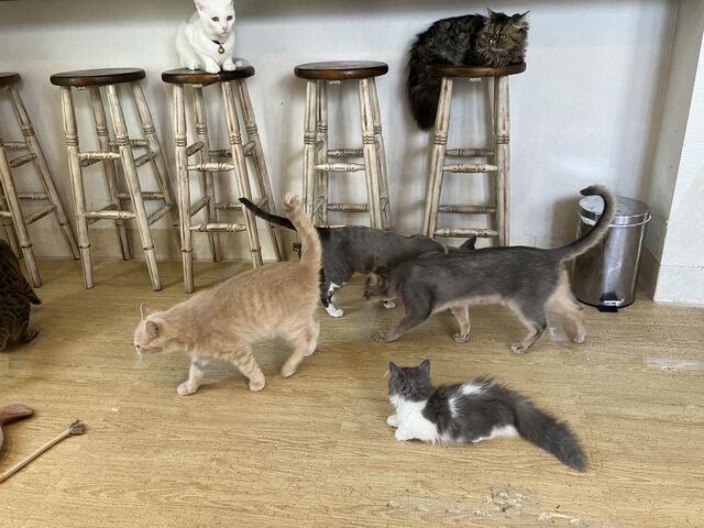 またこの場にいたい!!_Lily Blanc -cat spase-
