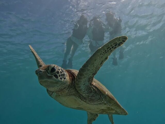 ウミガメ_Nami宮古島
