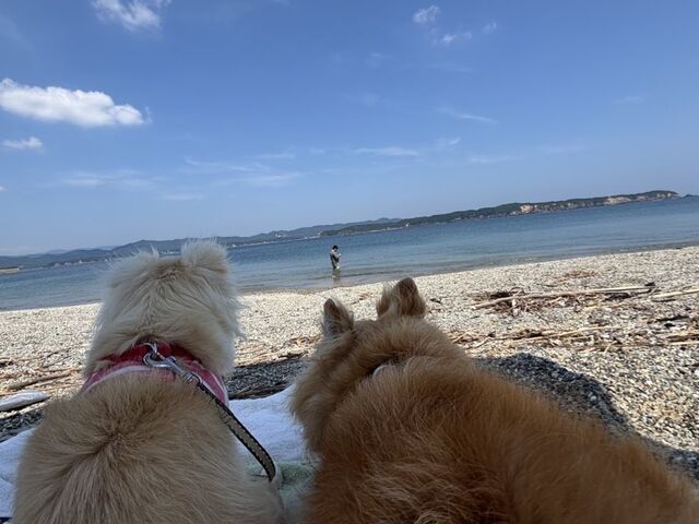 くつろいでる愛犬たち_浦ノ浜