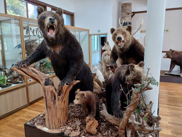 熊の剥製_網走市立郷土博物館