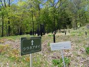 60代のスノーボードおじさんさんの中之条 花楽の里の投稿写真6