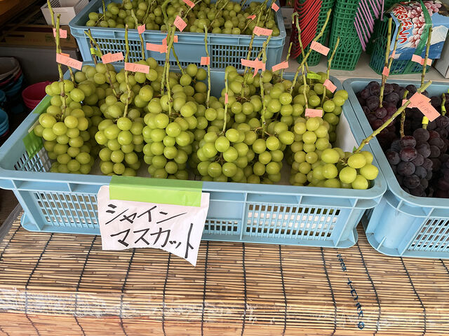 お店には朝採れたばかりの新鮮なシャインマスカットがお土産用に販売されています。_しまむら農園