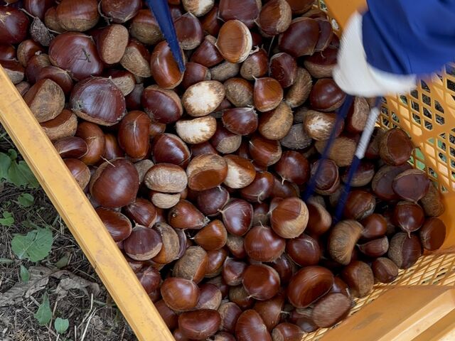 とにかく拾いまくります_果じゅまる園