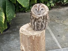 掛川花鳥園の写真3