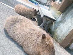 阿蘇ファームランドの写真1