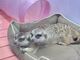 しほさんの原宿かわいい動物園への投稿写真2