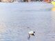 波平さんの三津海水浴場(地元運営)への投稿写真2