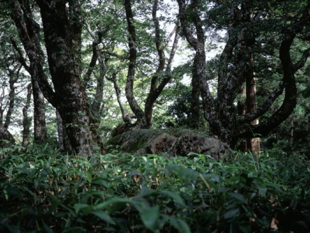 比婆山伝説地の写真1