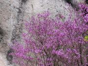 笠置寺 弥勒磨崖仏の写真1