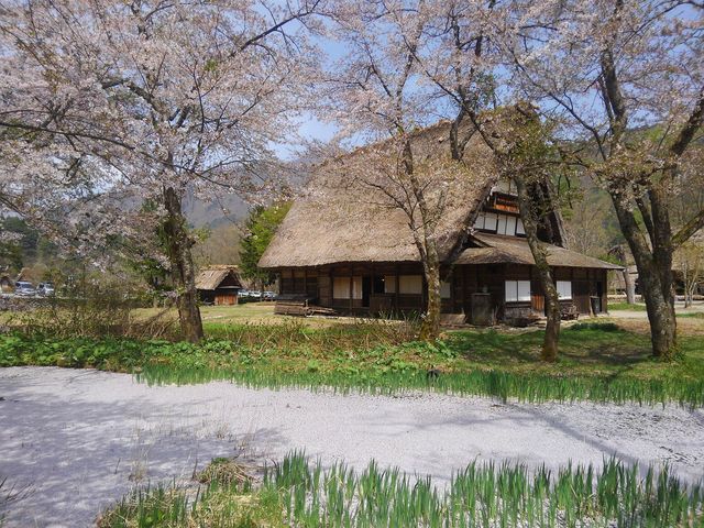 春は旧中野長治郎家(お休み処)隣の池を散った桜花が覆いつくします_野外博物館 合掌造り民家園