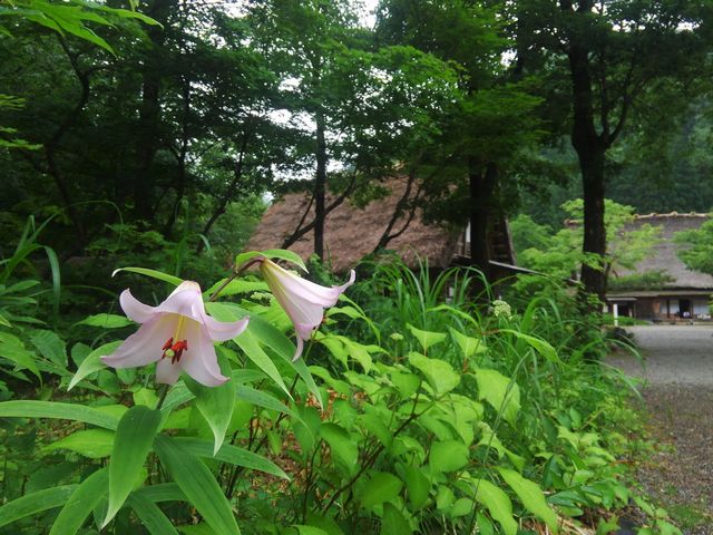 白川郷に自生する山野草もご覧いただけます(写真はササユリ)_野外博物館 合掌造り民家園
