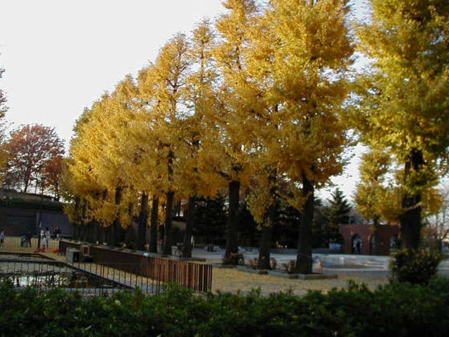 中央公園