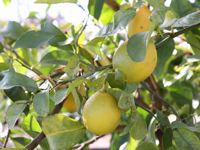 東谷山フルーツパークの写真1