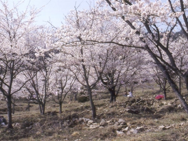 丹治桜公園の写真1