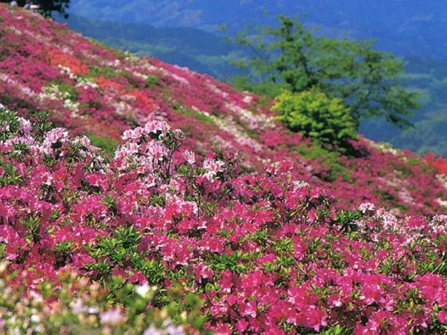冨士山公園