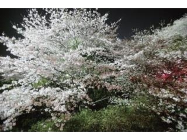 南レク大森山桜園の写真1