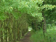 高崎自然の森の写真3