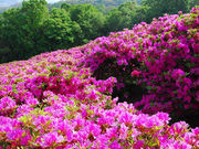 太田和つつじの丘の写真1