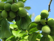 東谷山フルーツパークの写真3