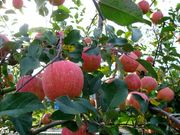 東谷山フルーツパークの写真4