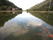 朝倉ダム湖畔緑水公園の写真1