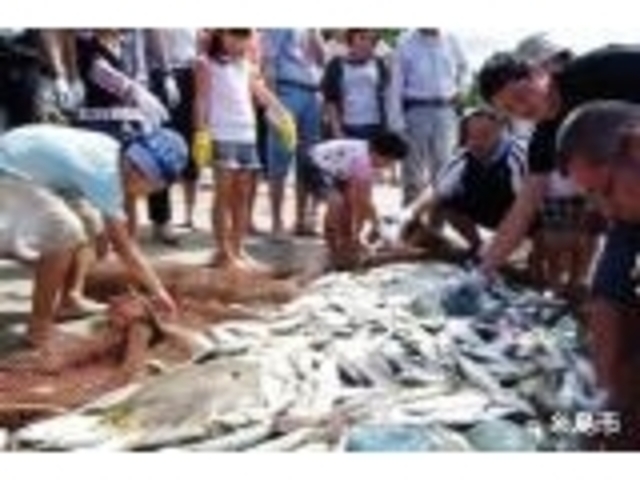 地引網(深江)の写真1