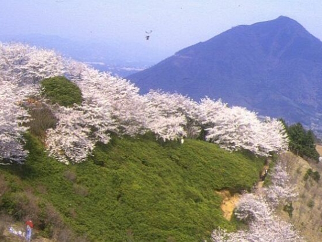 冨士山の桜