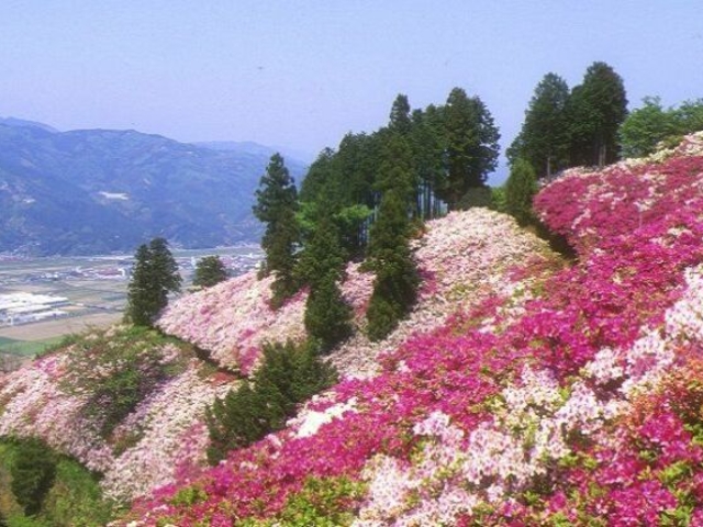 冨士山のツツジ