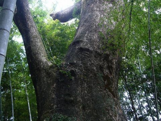 蓮池の樟の写真1