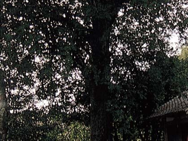 安和の大ナギの写真1