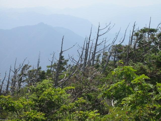 白髪山公園の白骨林の写真1