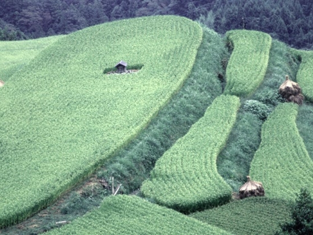 八畝の棚田の写真1