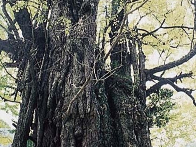 平石の乳イチョウの写真1