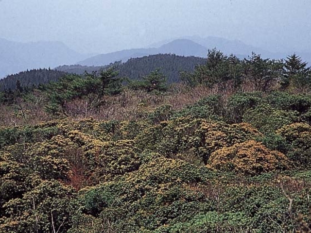 陣ケ森の写真1