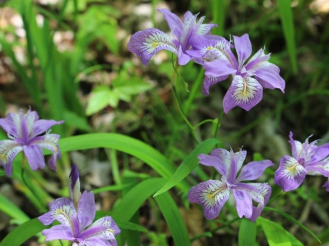 求菩提のヒメシャガの写真1