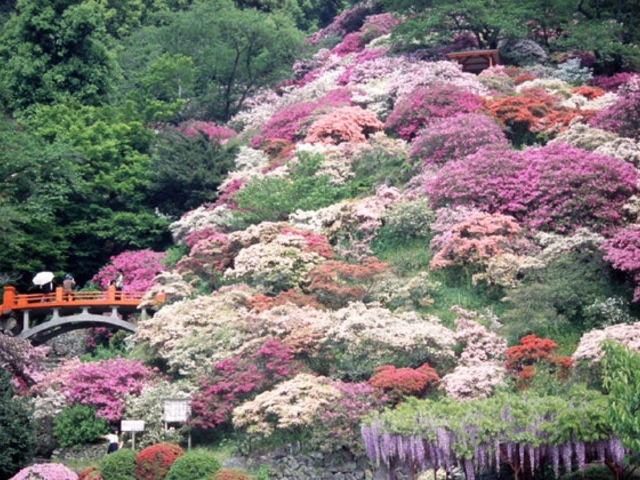 祐徳稲荷神社外苑 東山公園のツツジの写真1