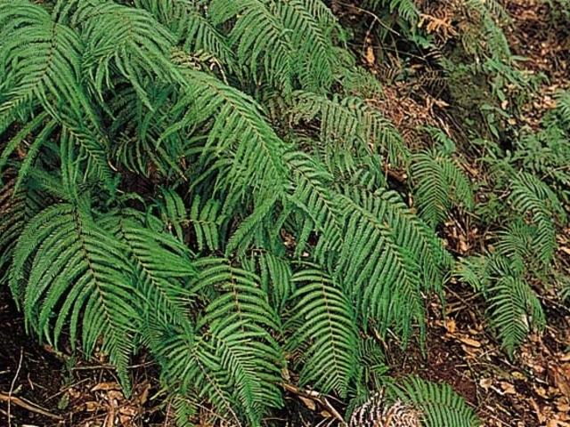黒髪山カネコシダ自生地の写真1