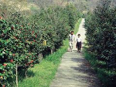 小島のヤブツバキの写真1