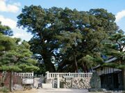 宝生院のシンパクの写真1