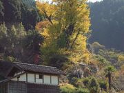 平石の乳イチョウの写真2