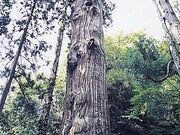 英彦山の鬼杉の写真1