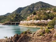 有田ダムの桜の写真1