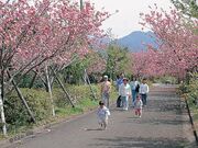桜ケ丘公園(曲川公園)の写真1