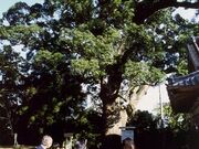 稲佐神社のクスの写真1