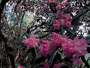 善住寺大山のシャクナゲの写真1